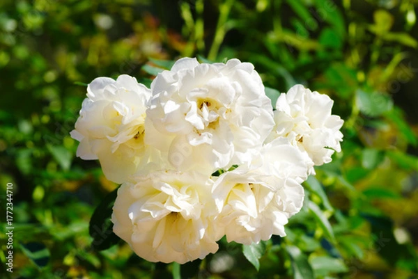 Fototapeta 小ぶりの白い薔薇（カルト・ブランシュ）