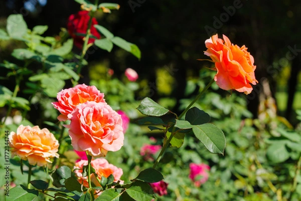 Fototapeta オレンジ色の薔薇（ブラスバンド）