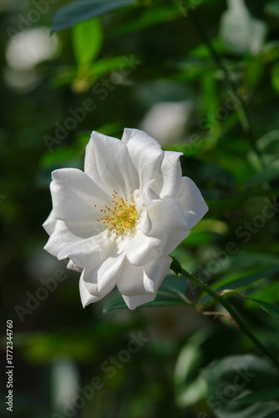 Obraz 白い薔薇（アイスバーグ）