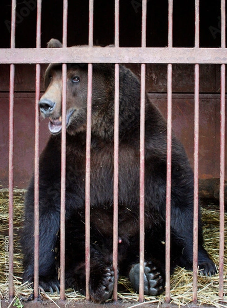 Obraz Bear in bondage