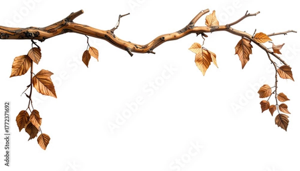 Fototapeta Branch with dried, brown leaves; isolated on a black background