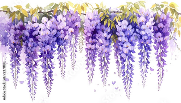 Fototapeta Cascading violet wisteria blossoms with leaves on a trailing vine