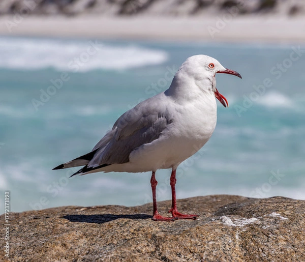 Obraz An image of a yawning Australian Silver Gull (Chroicocephalus novaehollandiae) 