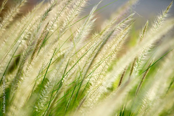 Fototapeta Soft Focus on Golden Grass Blades in Sunlit Greenery Landscape