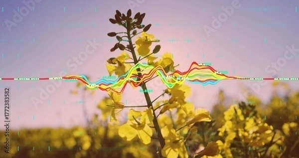 Obraz Showcasing yellow rapeseed stem rising above wide field at sunset with digital waveform glitch