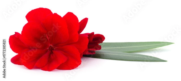 Obraz Red Oleander Flower Isolated on White Background