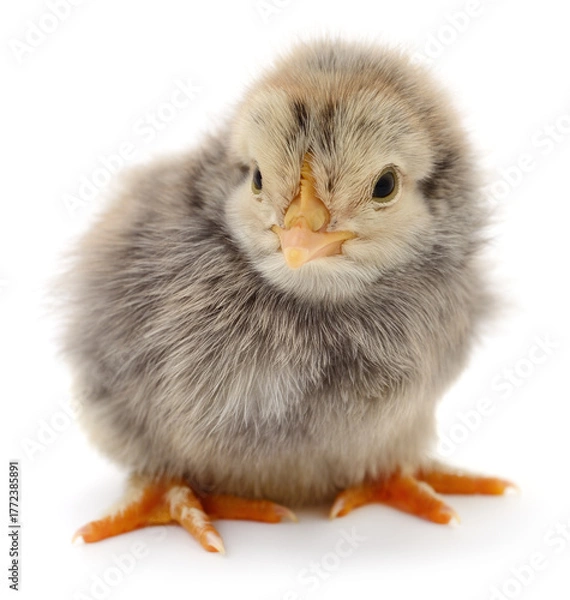 Obraz Fluffy gray chick isolated on white background