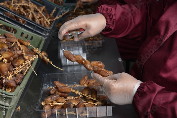 Obraz Worker Sorting and Packing Dates in Tunisia