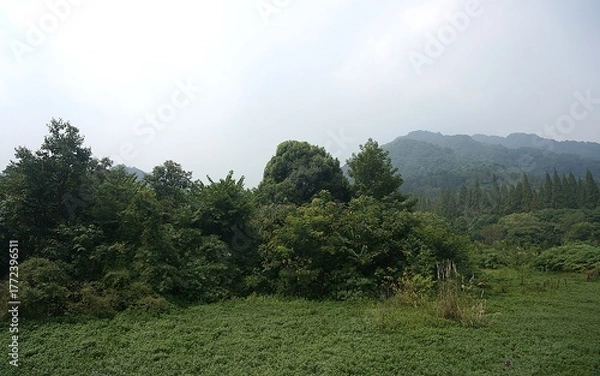 Obraz mountain landscape with trees