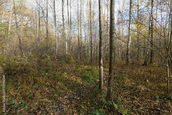 Fototapeta Path Through the Autumn Woods