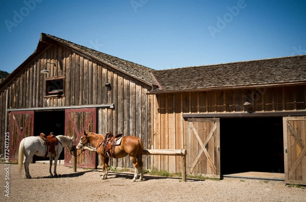 Obraz differents chevaux