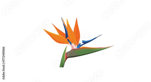 Fototapeta A vibrant and exotic Bird of Paradise flower, featuring striking orange and blue petals, on a clean white background.