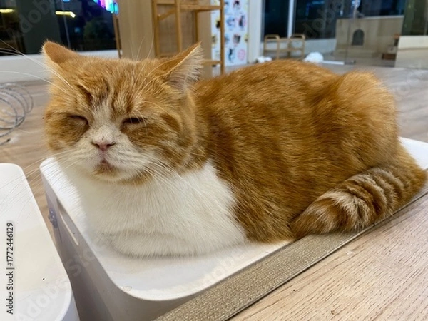 Fototapeta A sleepy cat is laying down on the chair