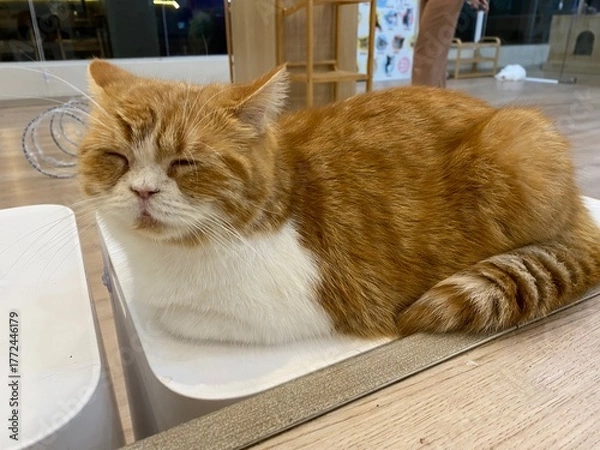 Obraz A sleepy cat is laying down on the chair