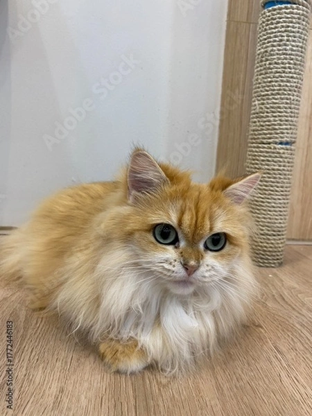 Fototapeta A ragamuffin cat has brown fur is sitting down on the floor