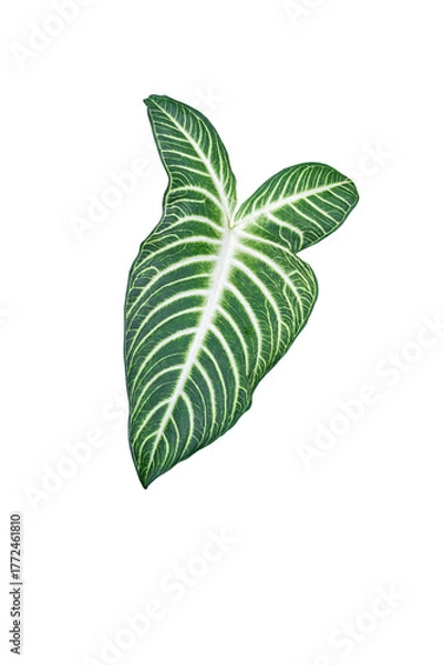 Fototapeta Caladium lindenii,also known as angel wings. A plant leaf isolated on a white background