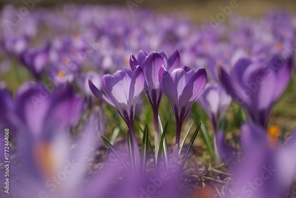 Obraz Purple crocus flowers blooming in spring garden nature photography art