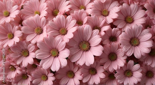 Obraz pink chrysanthemum flower