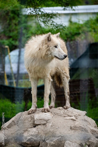 Fototapeta A wolf standing and watching on a rock in Skopje ZOO