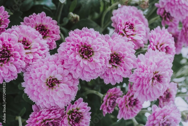 Obraz Close-up of blooming pink chrysanthemums