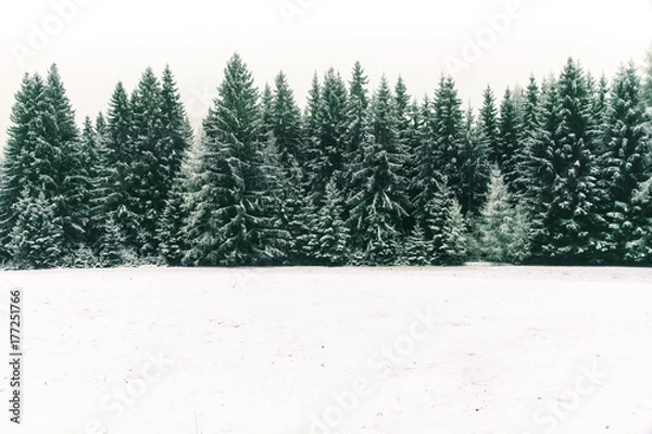 Fototapeta Świerkowy las pokryty świeżym śniegiem w okresie zimowych świąt Bożego Narodzenia. Ta zimowa scena jest prawie duotonna ze względu na kontrast między mroźnymi świerkami, białym śniegiem na pierwszym planie i białym niebem.