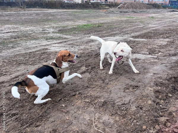 Obraz Estonian hound and a mutt dogs are playing and rolling in the mud