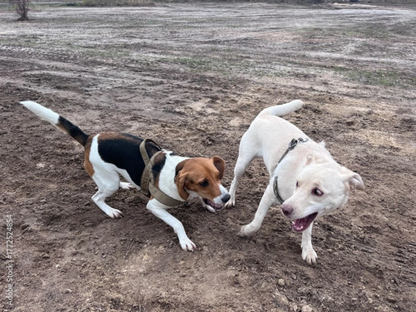 Obraz Estonian hound and a mutt dogs are playing and rolling in the mud