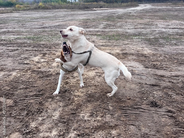 Obraz Estonian hound and a mutt dogs are playing and rolling in the mud