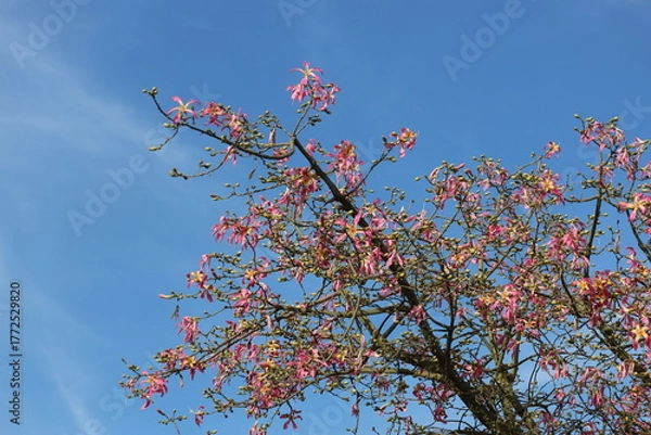 Fototapeta blooms and berries of silk floss tree (Ceiba speciosa)