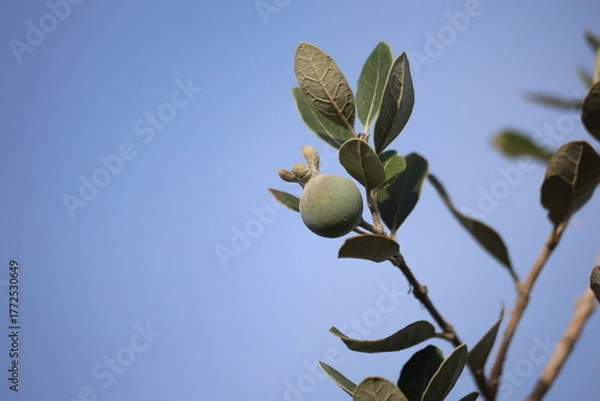 Obraz fruits of feijoa sellowiana, also known as pineapple guava