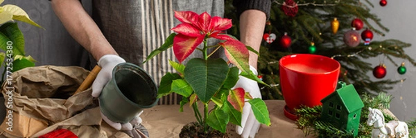 Fototapeta A man transplanting Poinsettia flowers into a new pot near a beautifully decorated Christmas tree, creating a warm, festive atmosphere at home for the holiday season, banner