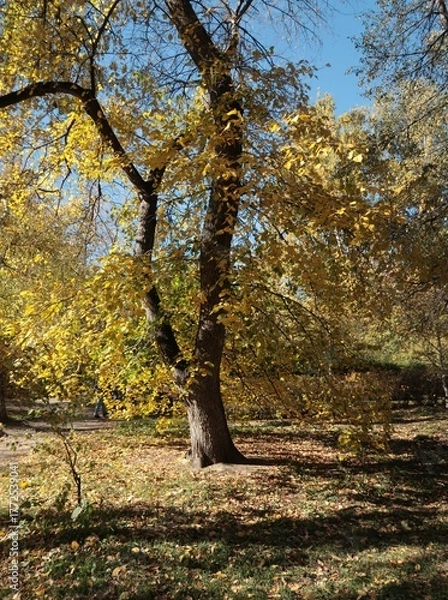 Fototapeta tree in autumn