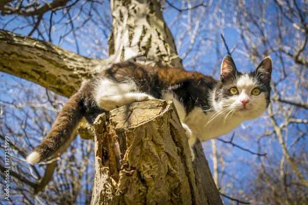 Obraz Cute Black and white kitten on tree.  Black and white spotted cat looks down from tall tree. Photo taken from below.