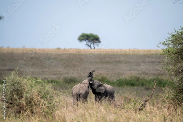 Fototapeta two young elephants playing together