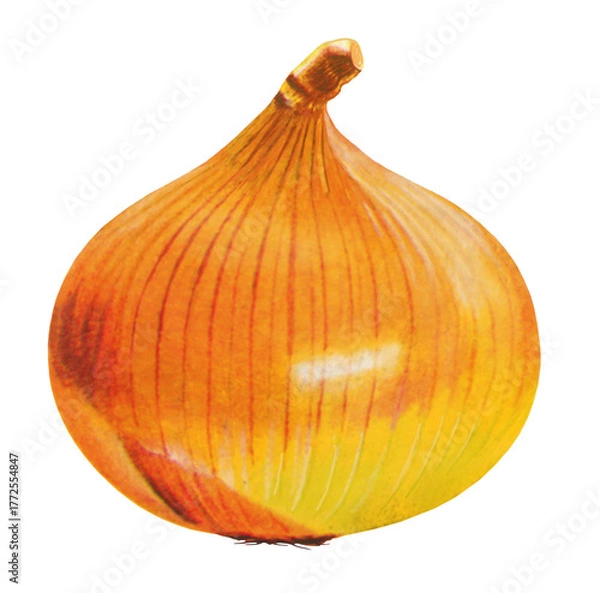 Obraz 玉ねぎのイラスト