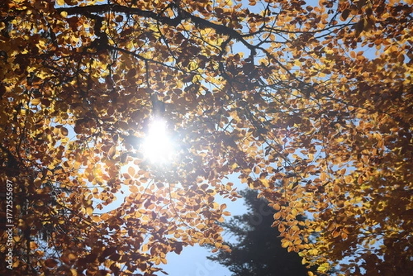 Obraz A branch of Fagus orientalis (Oriental Beech) tree with yellow-brown autumn leaves