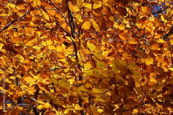 Fototapeta A branch of Fagus orientalis (Oriental Beech) tree with yellow-brown autumn leaves
