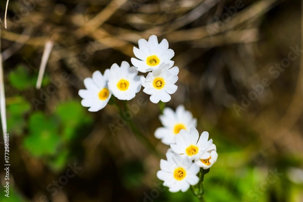 Fototapeta 早池峰山に咲くヒメコザクラ