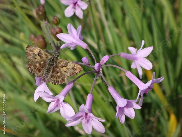 Obraz Mallow skipper (Carcharodus alceae) butterfly, male perching on society garlic flowers