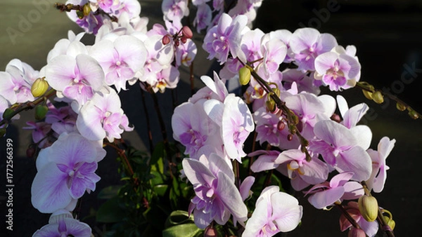 Fototapeta Close-up of blooming Phalaenopsis orchids with soft pink and white petals