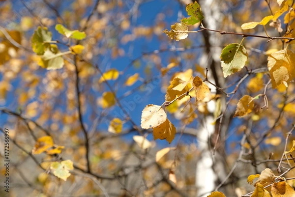 Obraz yellow leaves in spring
