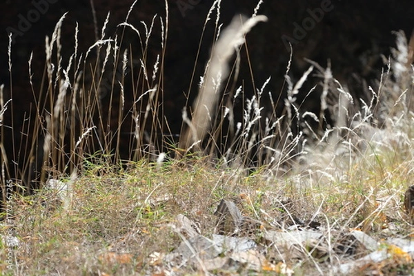 Obraz grass and water