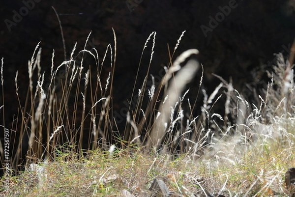 Obraz grass in the field