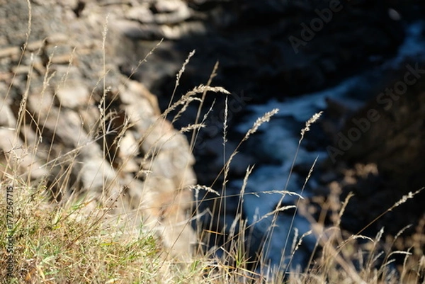 Obraz grass in the snow