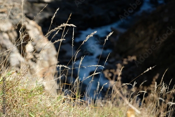 Obraz grass in the wind