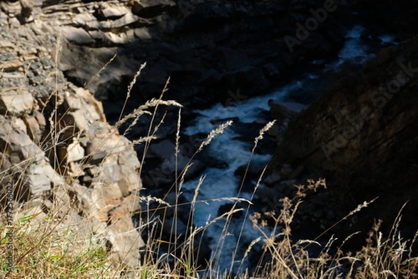 Obraz dry grass in the wind