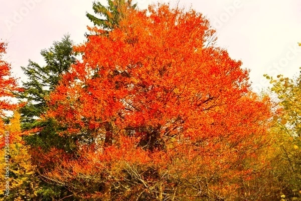 Fototapeta Orange red colored canopy of a beech tree (Fagus sylvatica)