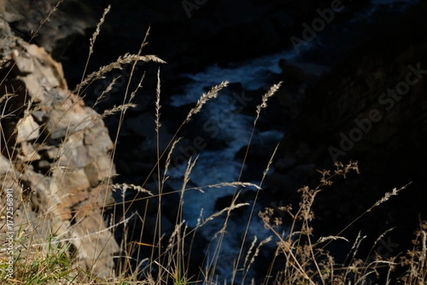 Obraz grass in the wind