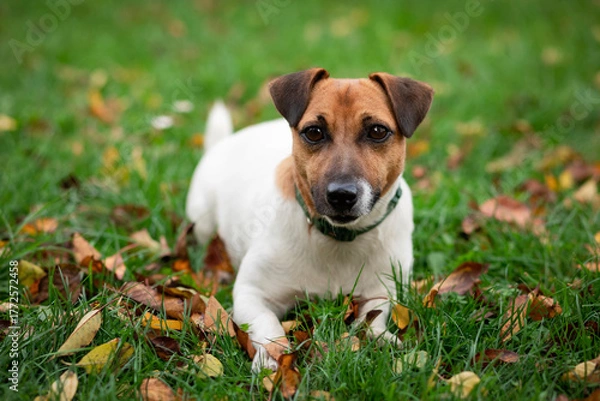 Fototapeta Dog Jack Russell Terrier Portrait Lying on Grass in Autumn Nature Background Outdoor. 
