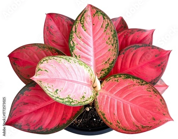 Fototapeta Overhead shot of a colorful leafy houseplant with pink and green hues
